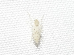 Sayomyia