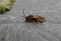 Nomada roberjeotiana