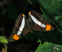 Adelpha serpa