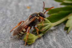 Nomada roberjeotiana