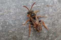 Nomada roberjeotiana