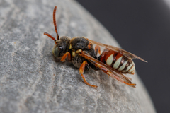 Nomada roberjeotiana