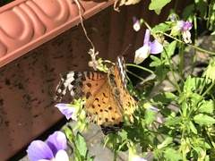 Argynnis hyperbius hyperbius