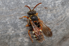 Nomada roberjeotiana