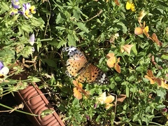 Argynnis hyperbius hyperbius