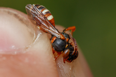 Nomada roberjeotiana