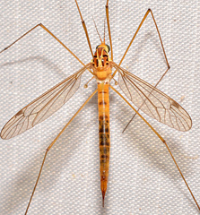 Nephrotoma virescens