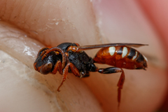 Nomada roberjeotiana