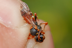 Nomada roberjeotiana