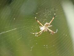 Argiope argentata