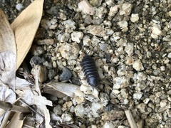 Armadillidium vulgare