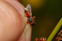 Nomada roberjeotiana