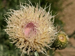 Cirsium canescens