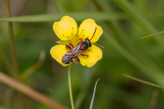 Nomada roberjeotiana