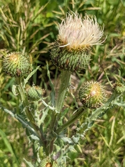 Cirsium canescens