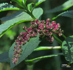 Phytolacca thyrsiflora