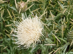 Cirsium canescens