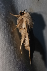 Caradrina aspersa
