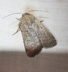 Caradrina aspersa