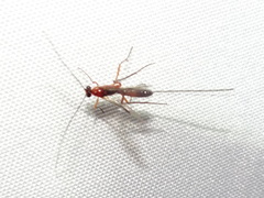 Macrocentrinae