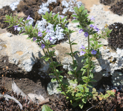 Clinopodium graveolens