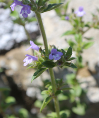 Clinopodium graveolens