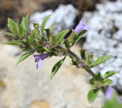 Clinopodium graveolens