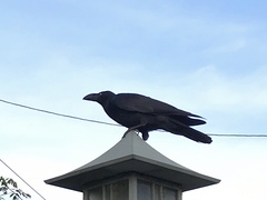 Corvus macrorhynchos japonensis