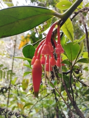 Macleania rupestris