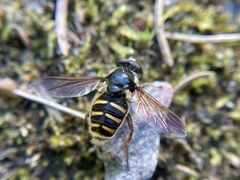 Sericomyia