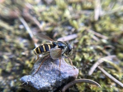 Sericomyia