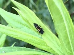 Harmonia axyridis