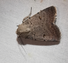 Caradrina aspersa