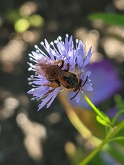 Lasioglossum pacificum