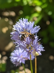 Lasioglossum pacificum
