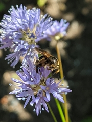 Lasioglossum pacificum