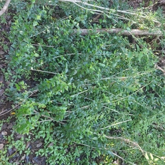 Ligustrum australianum