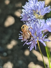 Lasioglossum pacificum