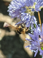 Lasioglossum pacificum