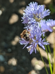 Lasioglossum pacificum