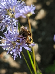 Lasioglossum pacificum