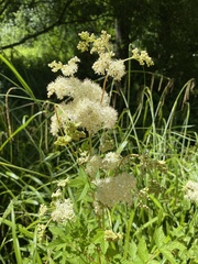 Filipendula ulmaria