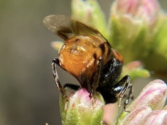 Ripiphorus mutchleri