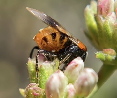 Ripiphorus mutchleri
