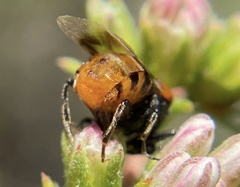 Ripiphorus mutchleri