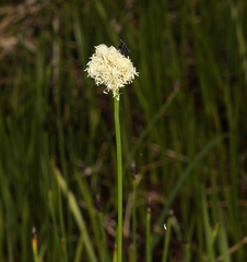 Calliscirpus criniger