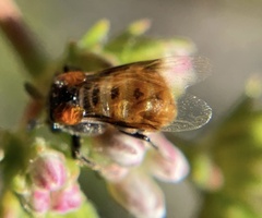 Ripiphorus mutchleri