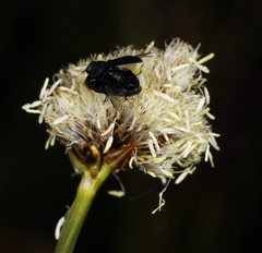 Calliscirpus criniger