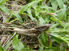 Xyleus discoideus angulatus