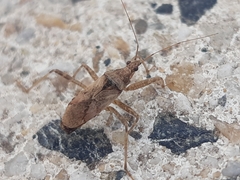 Himacerus apterus